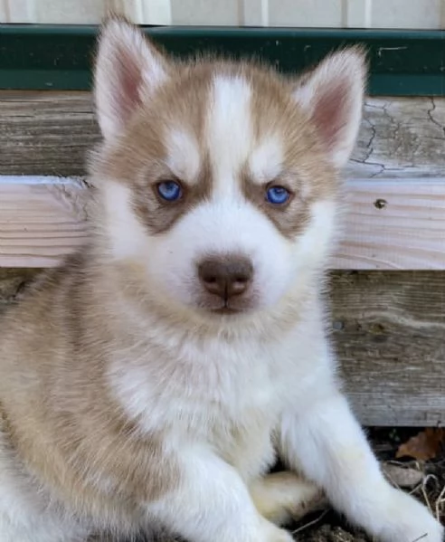 Cuccioli di Siberian Husky 