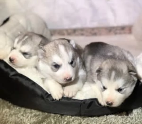 Cucciole di Siberian Husky