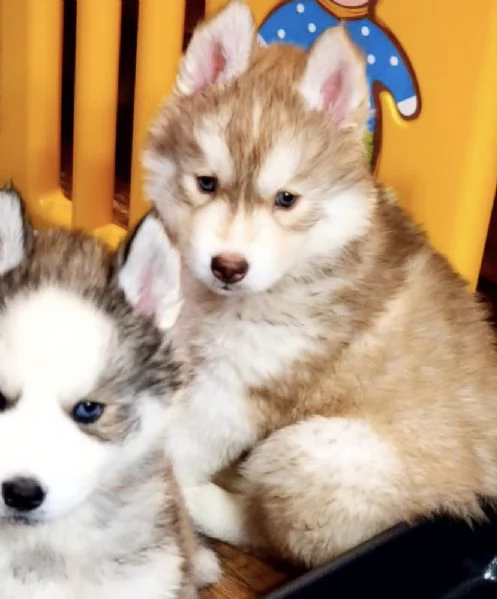 Siberian Husky maschio cucciolo