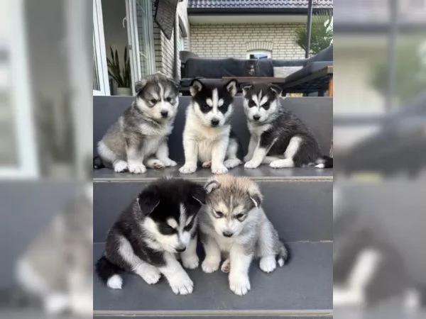 Disponibili meravigliosi cuccioli di Siberian Husky