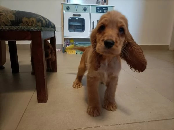 Cocker spaniel