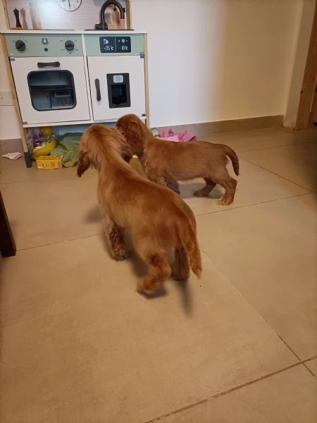 Cocker spaniel | Foto 3