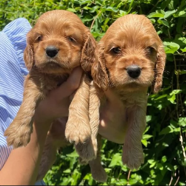 Cocker spaniel | Foto 2
