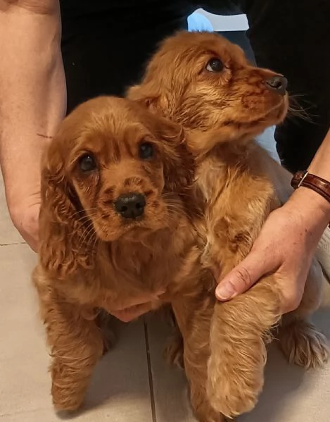 Cocker spaniel | Foto 1