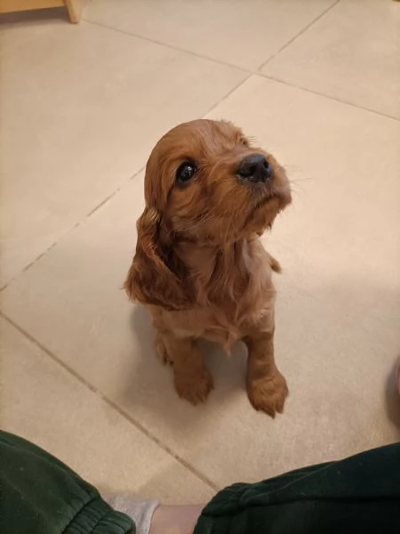 Cocker spaniel | Foto 0