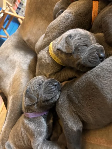 Alani blu con Pedigree Alta genealogia