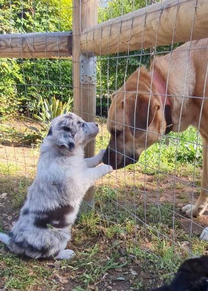 cuccioli di Border Collie disponibili