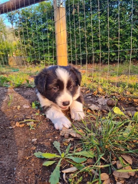 cuccioli di Border Collie disponibili | Foto 3