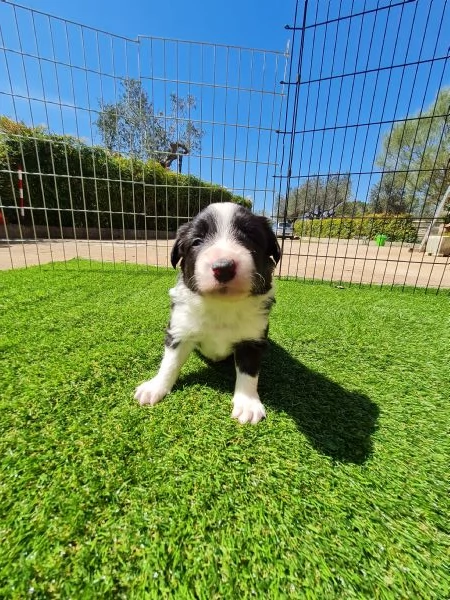 cuccioli di Border Collie disponibili | Foto 2