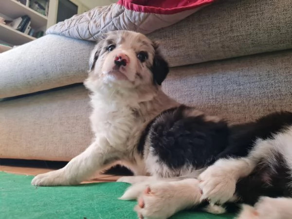 cuccioli di Border Collie disponibili | Foto 1