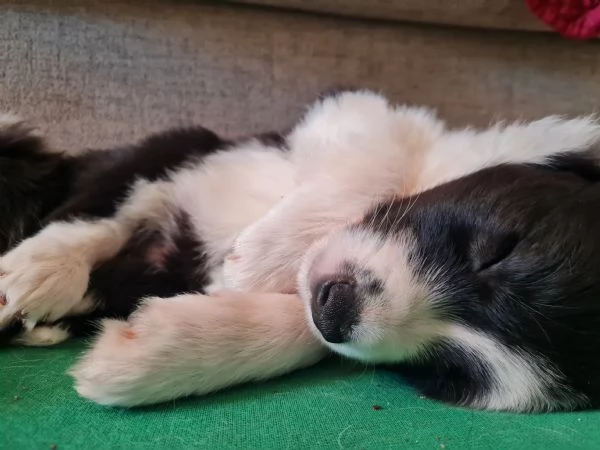 cuccioli di Border Collie disponibili | Foto 0