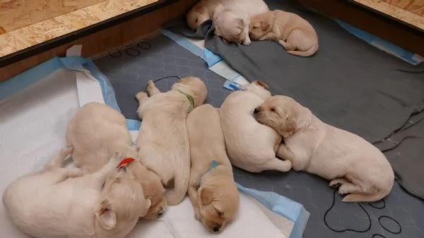 Cuccioli di Golden Retriever 
