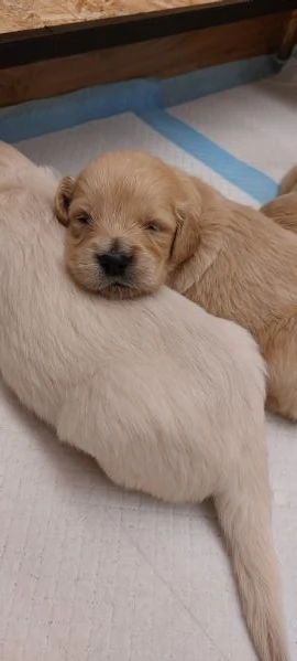 Cuccioli di Golden Retriever  | Foto 3