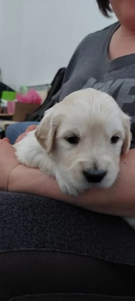 Cuccioli di Golden Retriever  | Foto 2