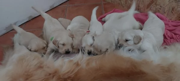 Cuccioli di Golden Retriever  | Foto 1