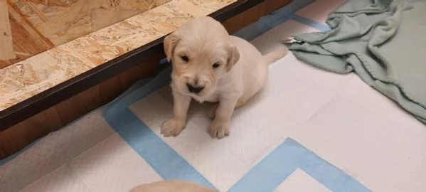 Cuccioli di Golden Retriever  | Foto 0