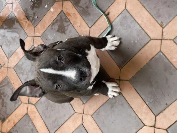 Cucciolo pitbull 