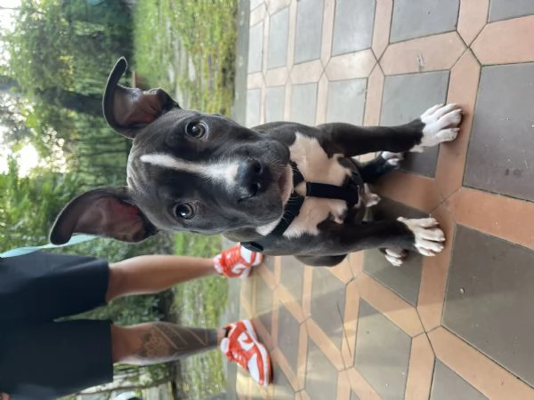 Cucciolo pitbull  | Foto 2