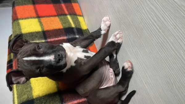 Cucciolo pitbull  | Foto 1