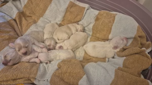 Cuccioli maschi maltese  | Foto 4