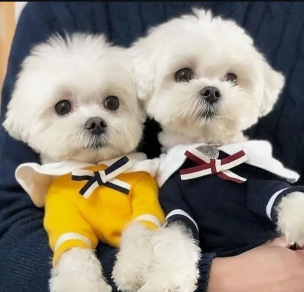Cuccioli di Maltese