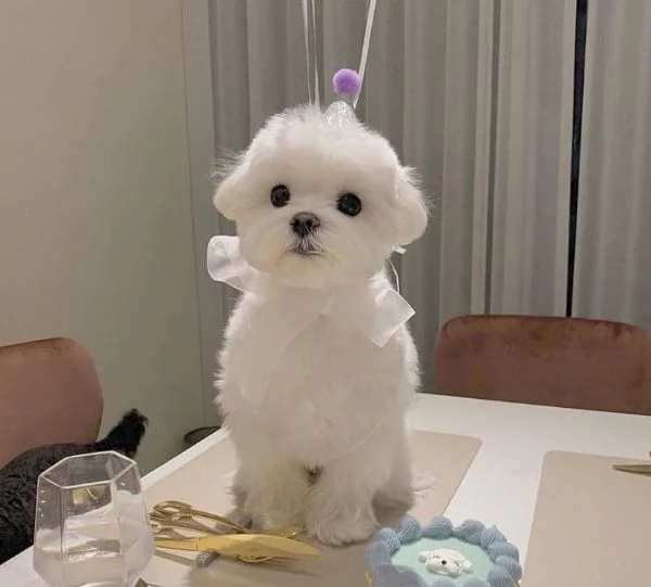 Maltese cuccioli