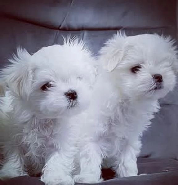 Maltese maltese maltese maltese
