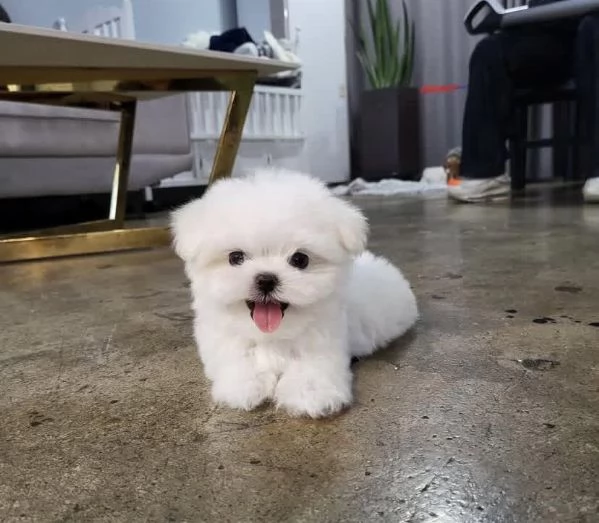 Maltesi toy