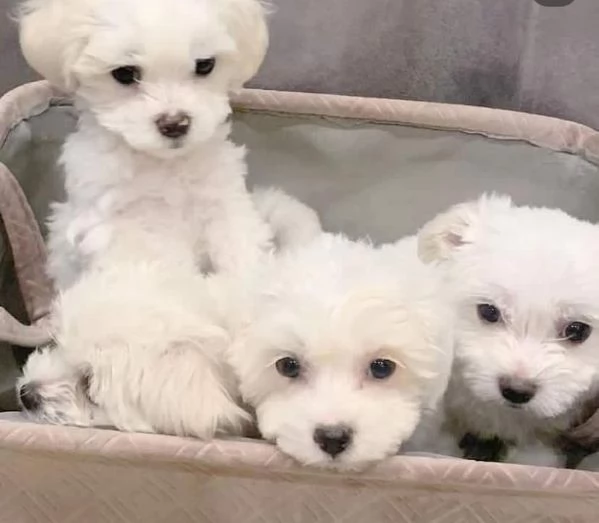 Disponibili 3 splendidi maschietti di Maltese