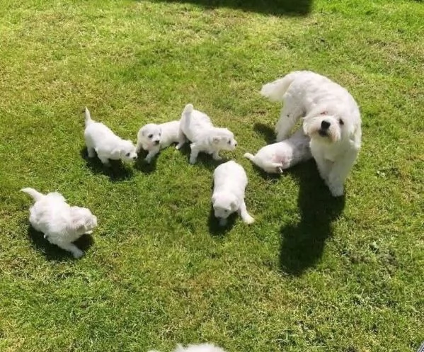 Maltese
