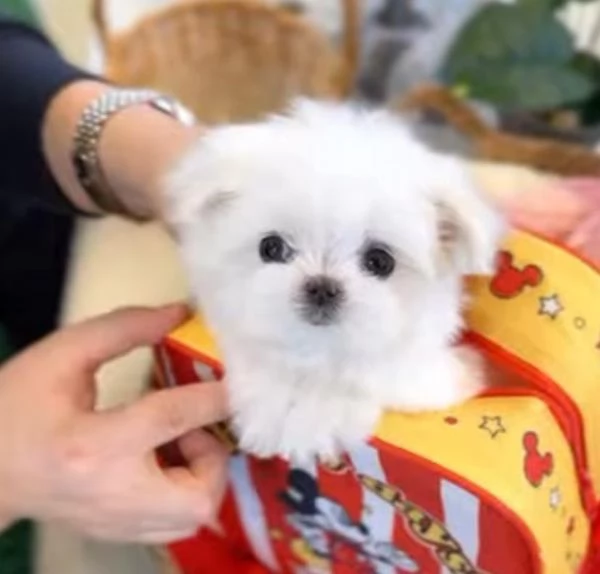 Cuccioli maltese mini toy