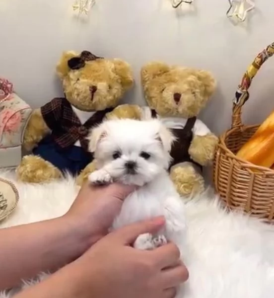 Cuccioli di MALTESE