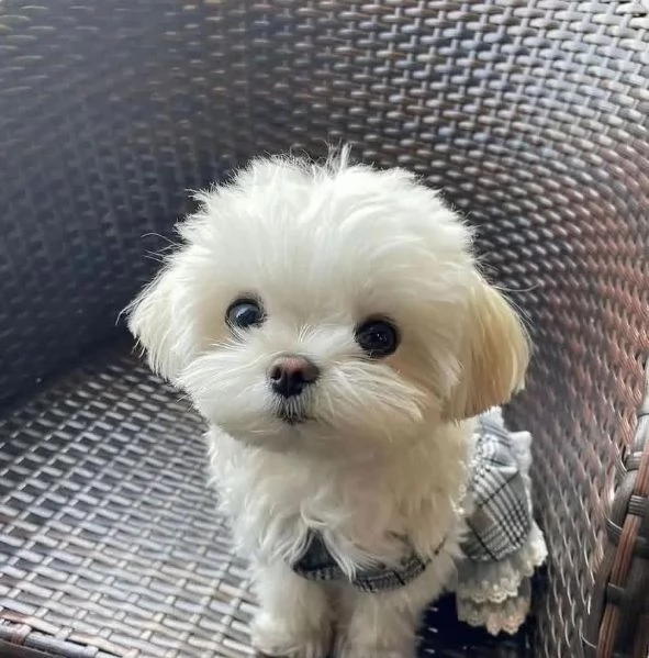 Maltesi toy