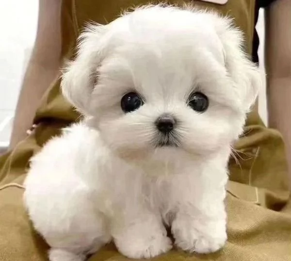 maltese