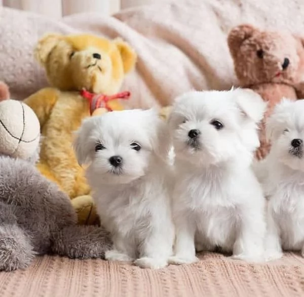 Maltese mini toy coreano