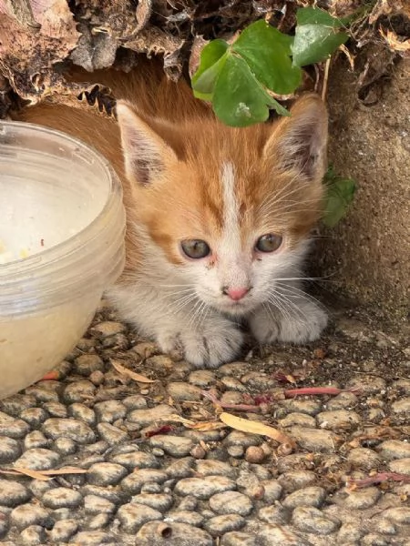 JODIE DOLCISSIMA GATTINA EUROPEA 