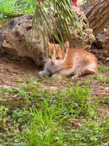 JODIE DOLCISSIMA GATTINA EUROPEA  | Foto 0