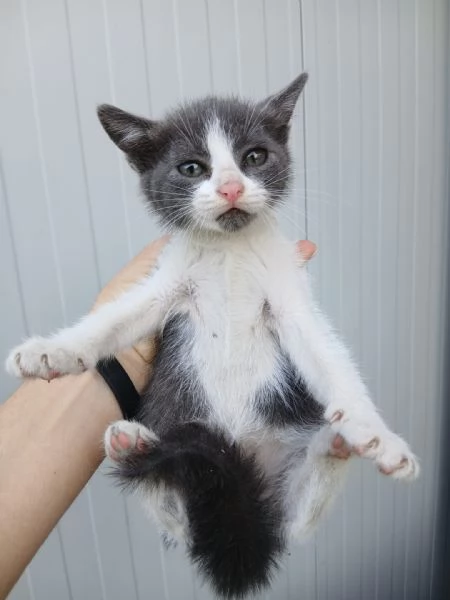 minuscolo batuffolo sogna una casa | Foto 1