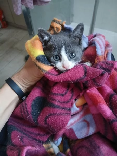 dolce gattina europea cerca amore