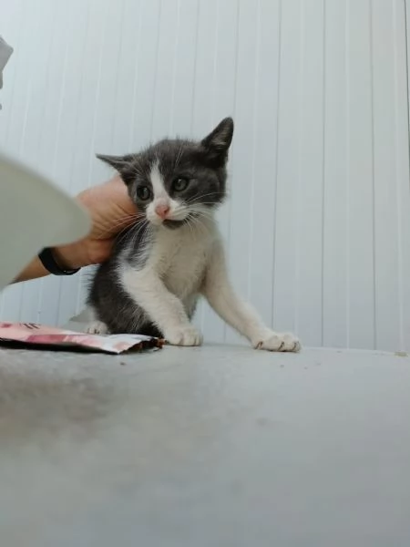 dolce gattina europea cerca amore | Foto 2