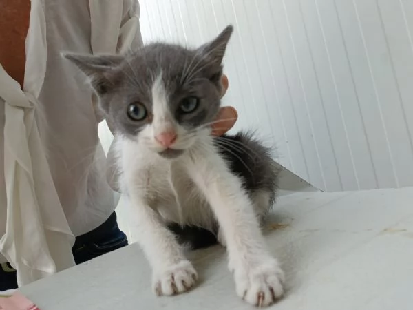 dolce gattina europea cerca amore | Foto 0