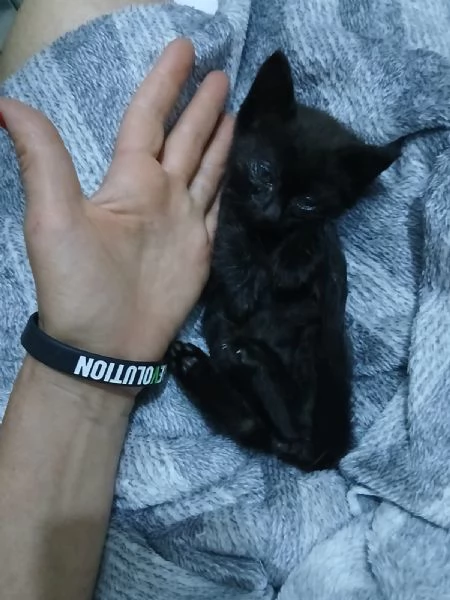 baby dolcissima micina cerca casa