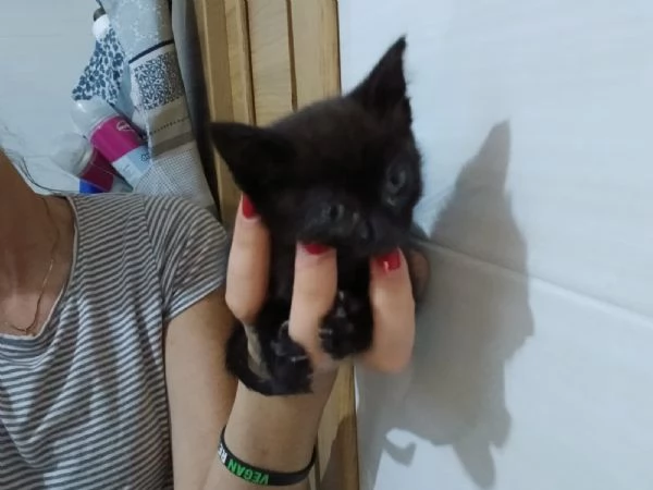 baby dolcissima micina cerca casa | Foto 2