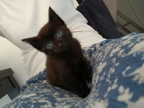 baby dolcissima micina cerca casa | Foto 0