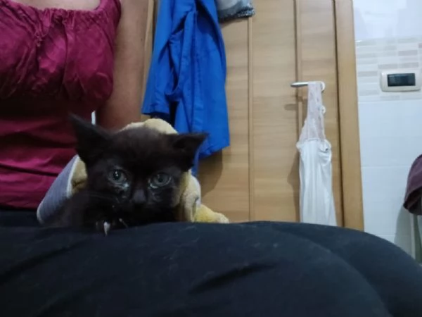 PICCOLO BATUFFOLO DESIDERA AMORE | Foto 1