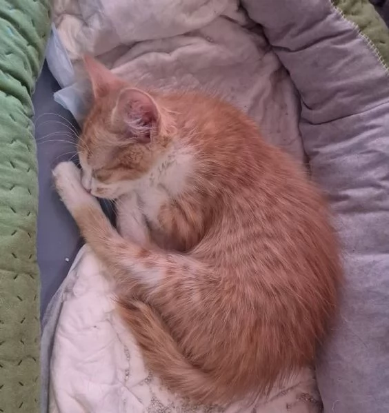 PICCOLA GATTINA ROSSA CERCA CASA