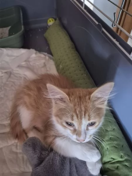 PICCOLA GATTINA ROSSA CERCA CASA | Foto 1