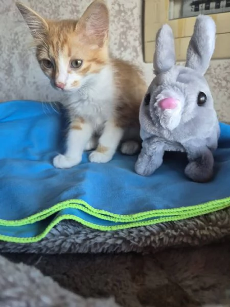 PICCOLA GATTINA ROSSA CERCA CASA | Foto 0
