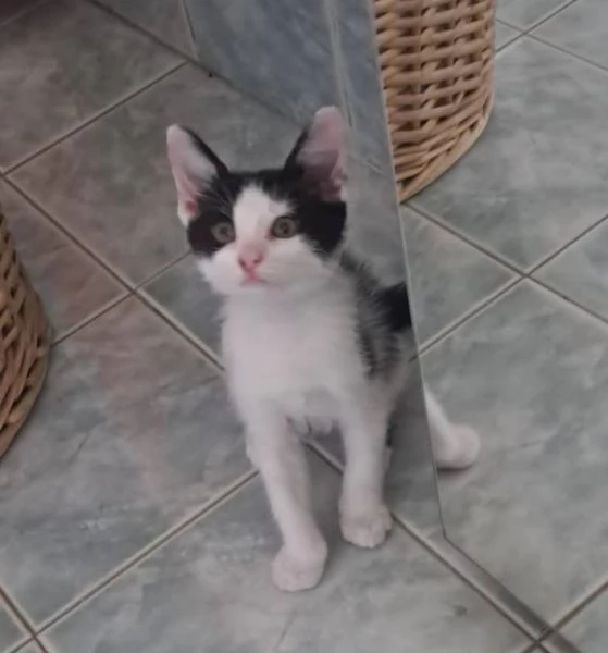 DOLCE BATUFFOLO CERCA UNA CASA