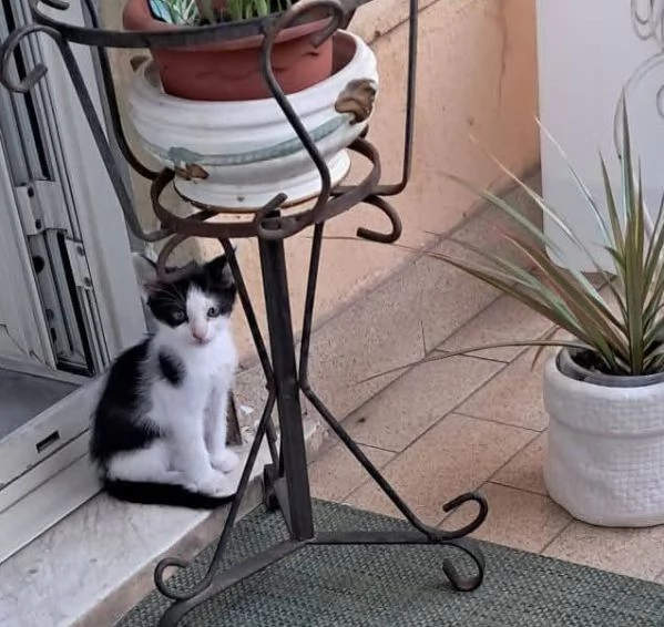 DOLCE BATUFFOLO CERCA UNA CASA | Foto 0